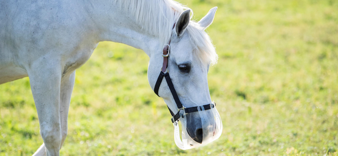 Top Tips For Preventing Laminitis