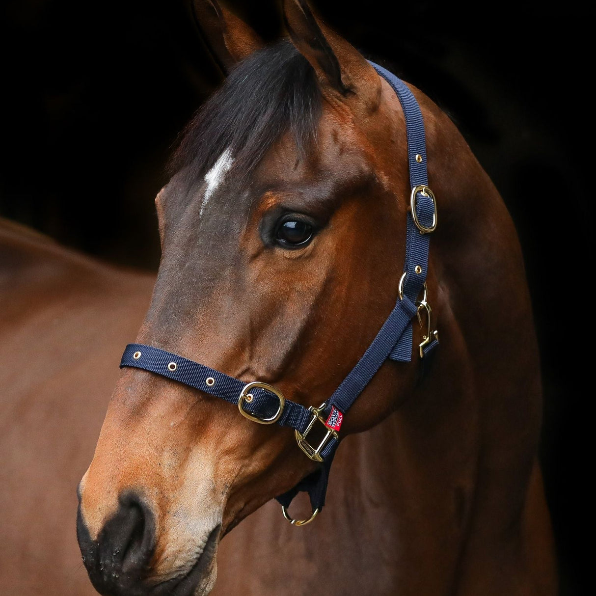 Equi-Sential Nylon Clip Headcollar #colour_navy