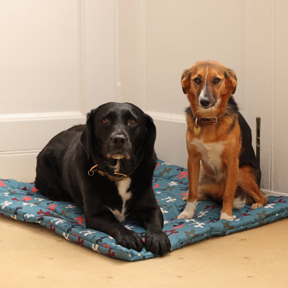 Shires Digby & Fox Waterproof Padded Dog Bed #colour_balloon-dog