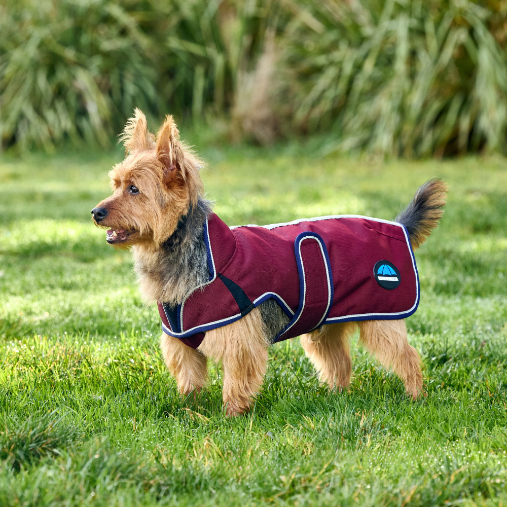 Weatherbeeta Comfitec Premier Deluxe Waterproof Dog Coat #colour_burgundy-navy