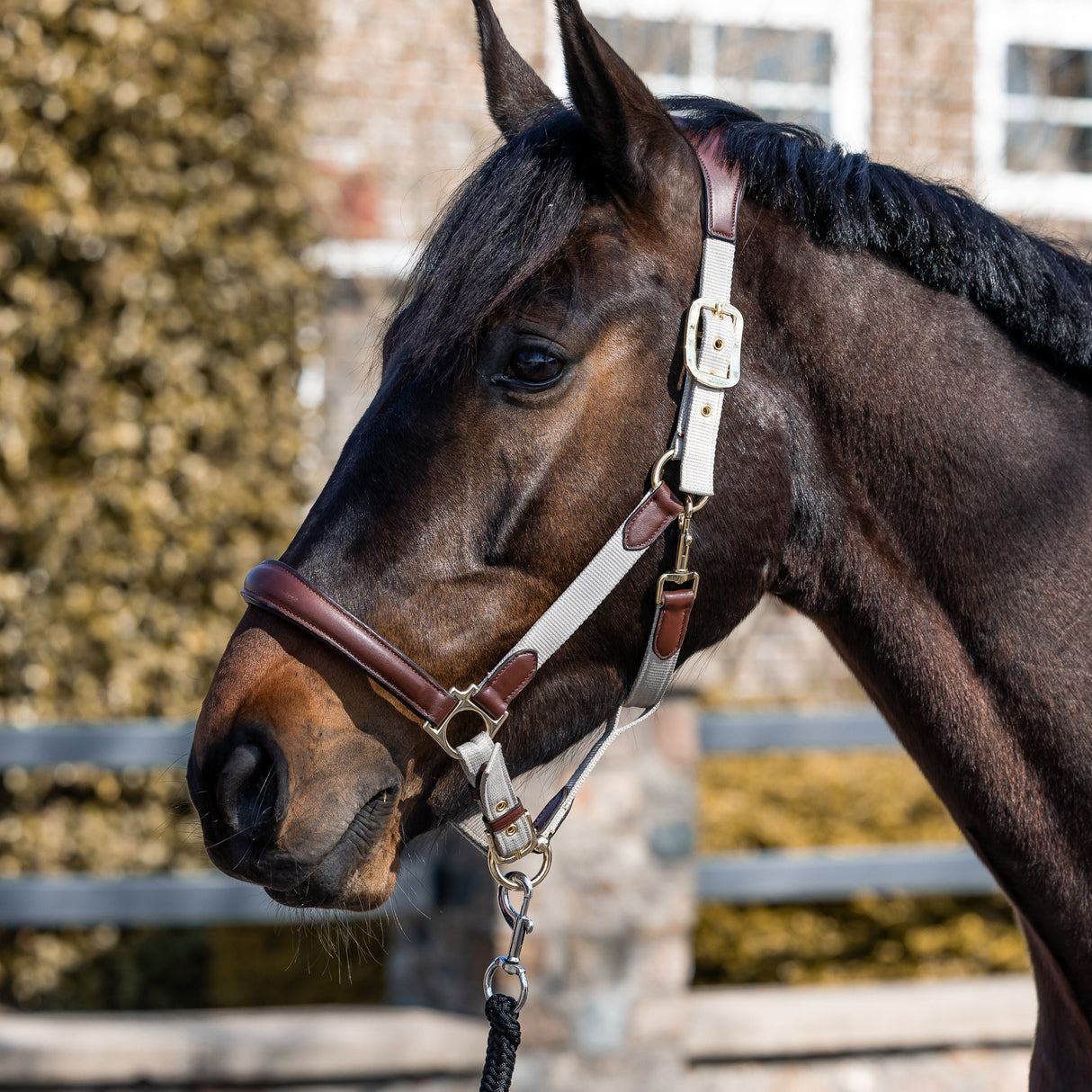 HKM Leather & Nylon Head Collar -Luna- #colour_beige-brown