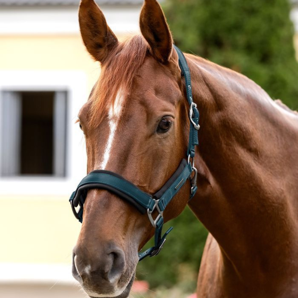 Waldhausen Soft Touch Halter #colour_petrol-blue