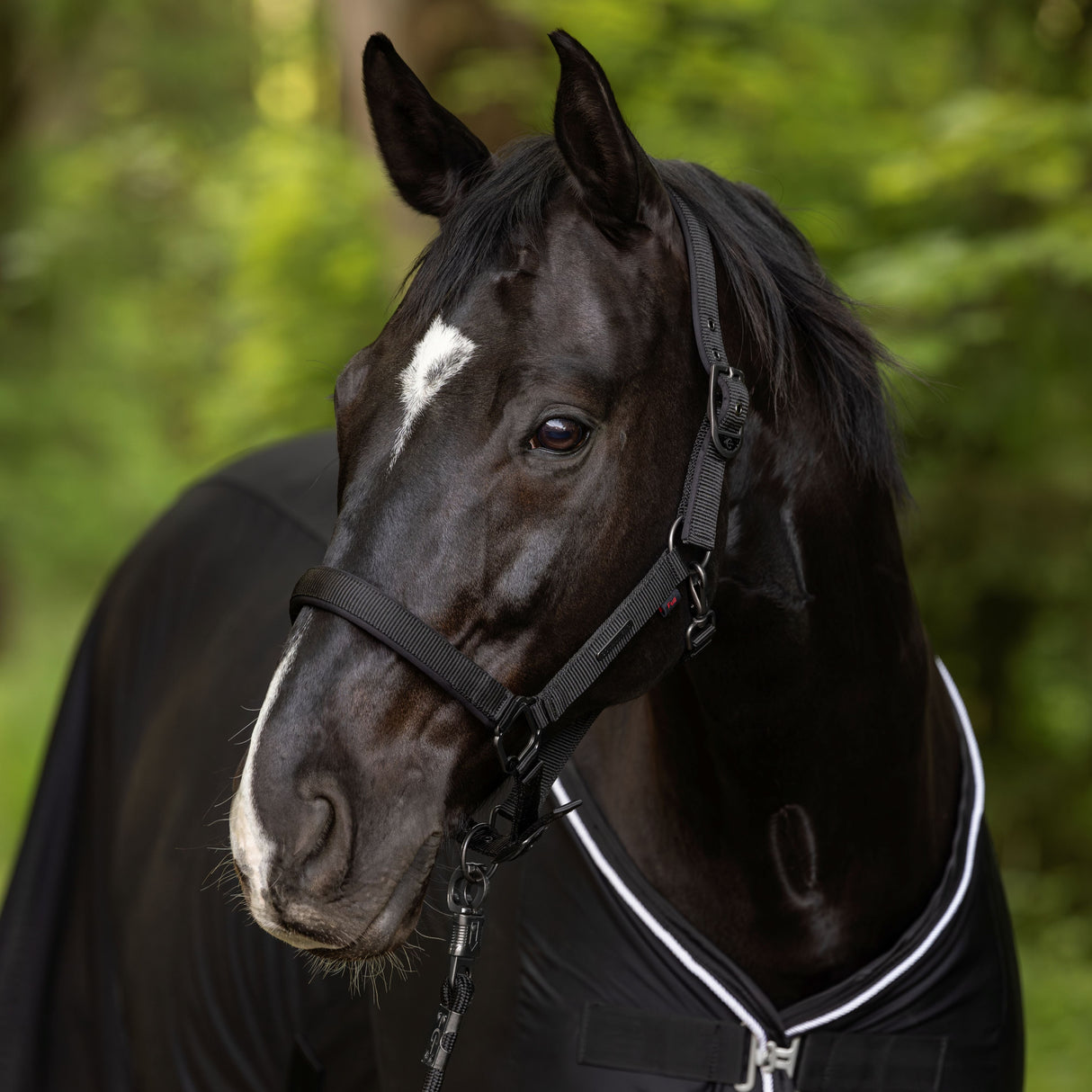 Covalliero Headcollar #colour_black