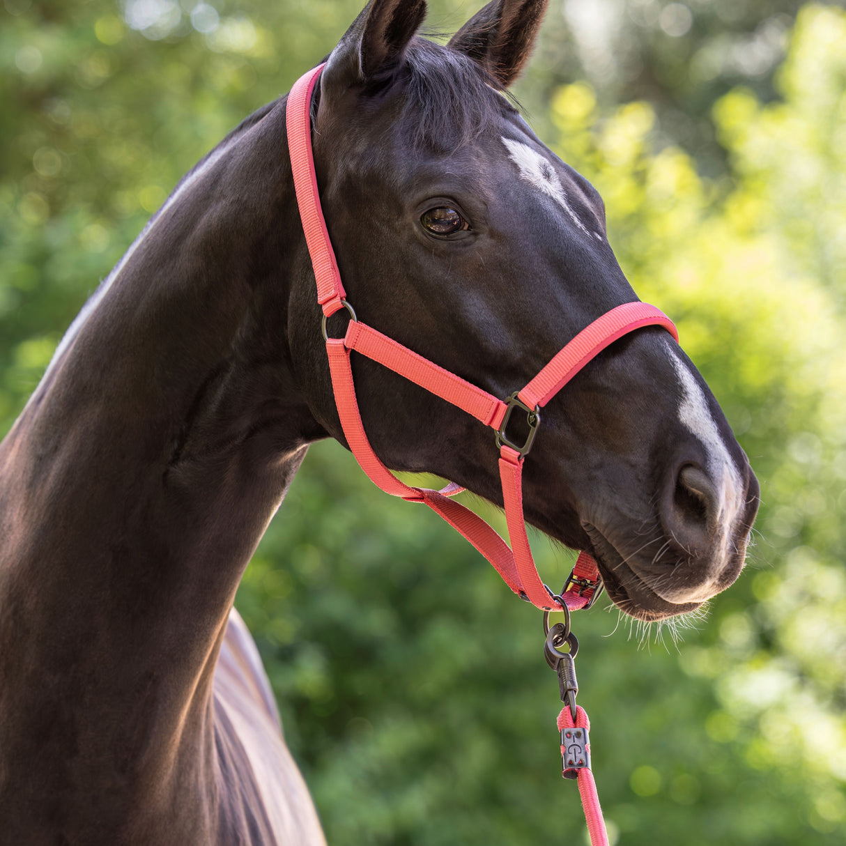 Covalliero Headcollar #colour_coral