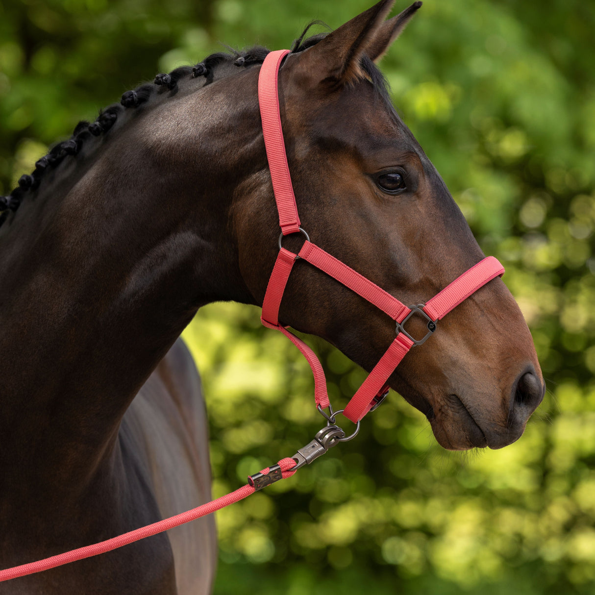 Covalliero Headcollar #colour_coral