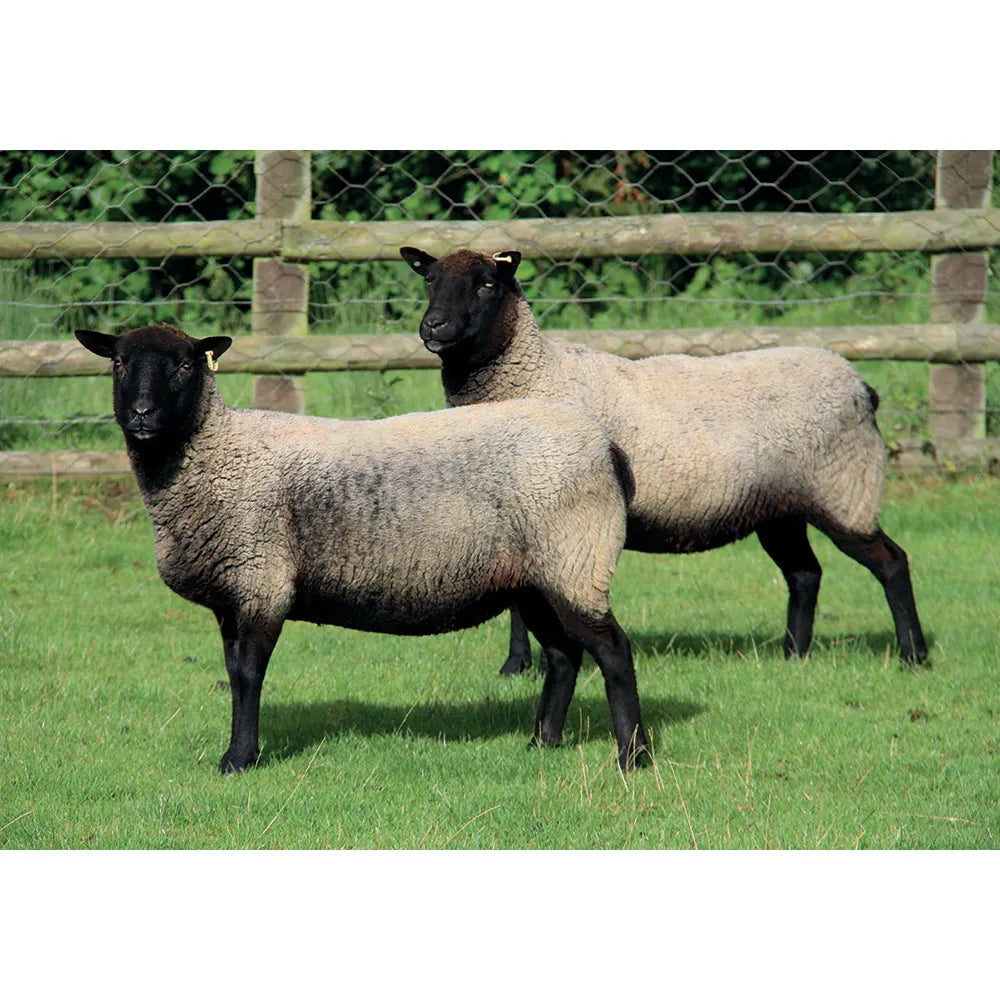 Kevin Milner Countryside Cards #style_twins