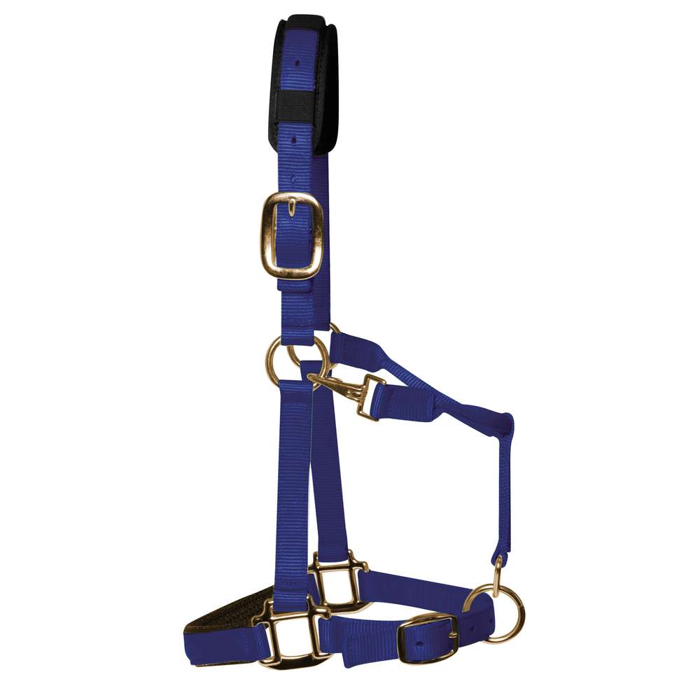 KM Elite Padded Headcollar #colour_royal-blue