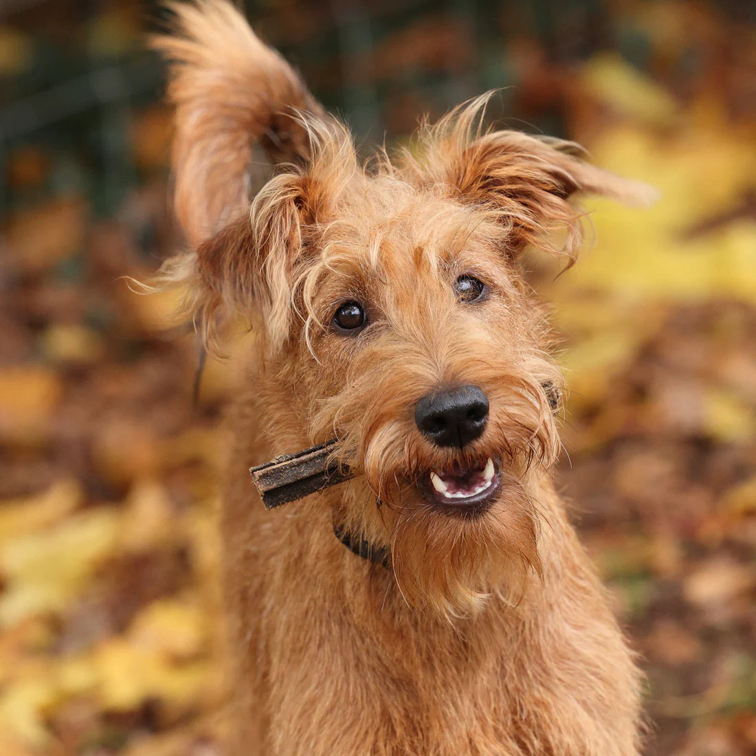 Shires Digby & Fox Buffalo Tripe