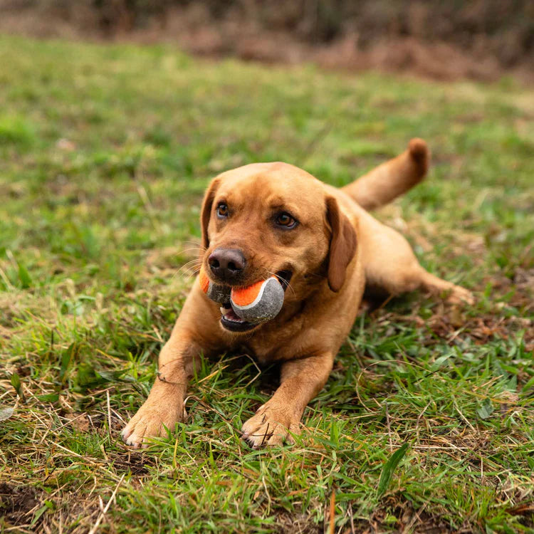 Mountain Paws Dog Tennis Balls