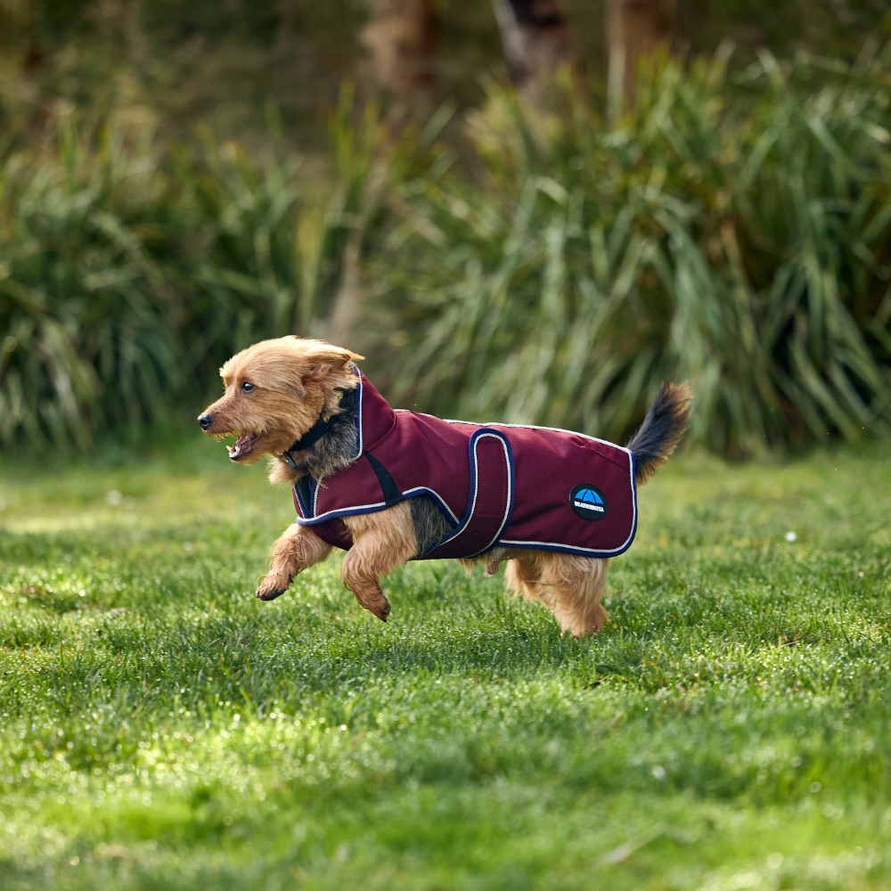 Weatherbeeta Comfitec Premier Deluxe Waterproof Dog Coat #colour_burgundy-navy