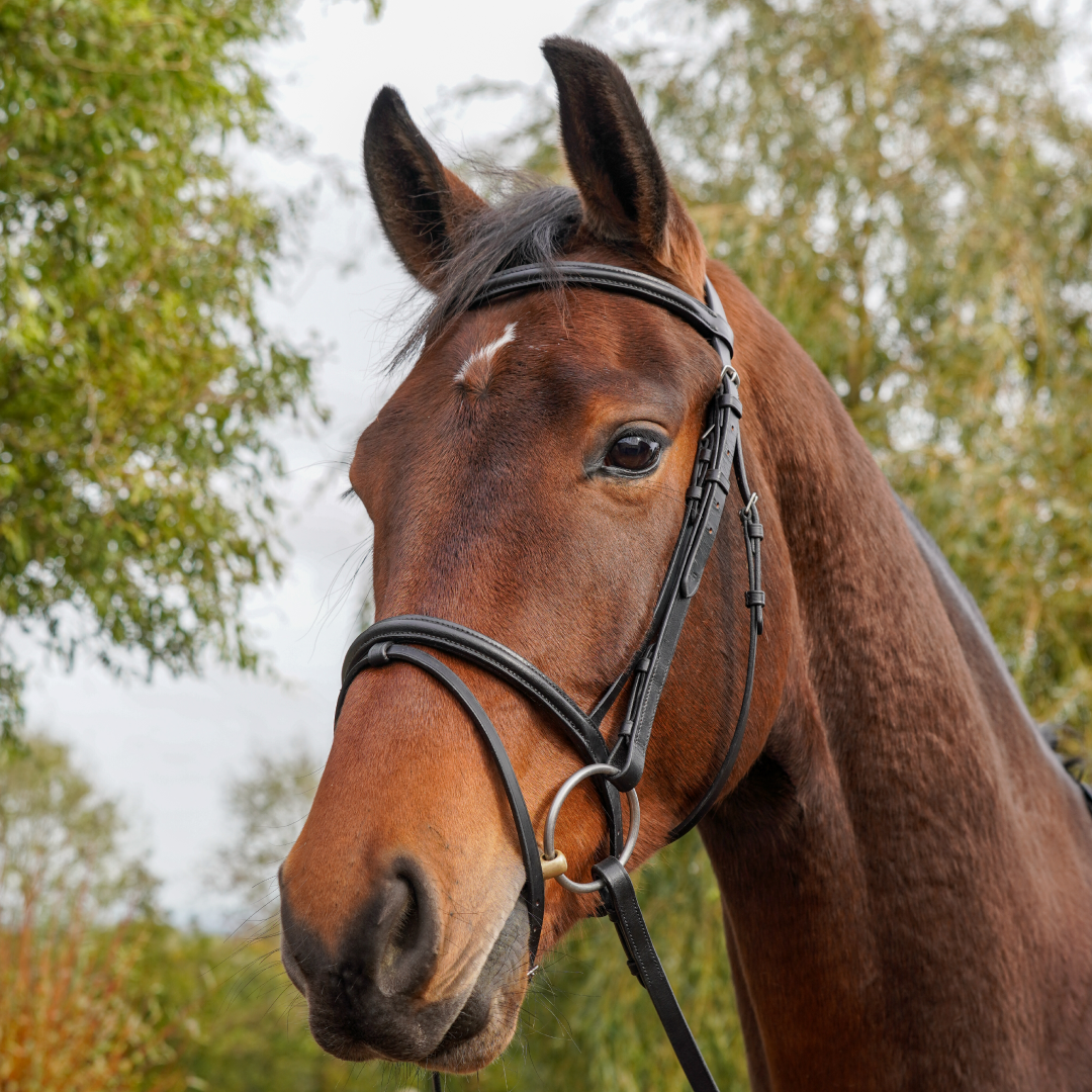 Bride Flash économique GS Equestrian