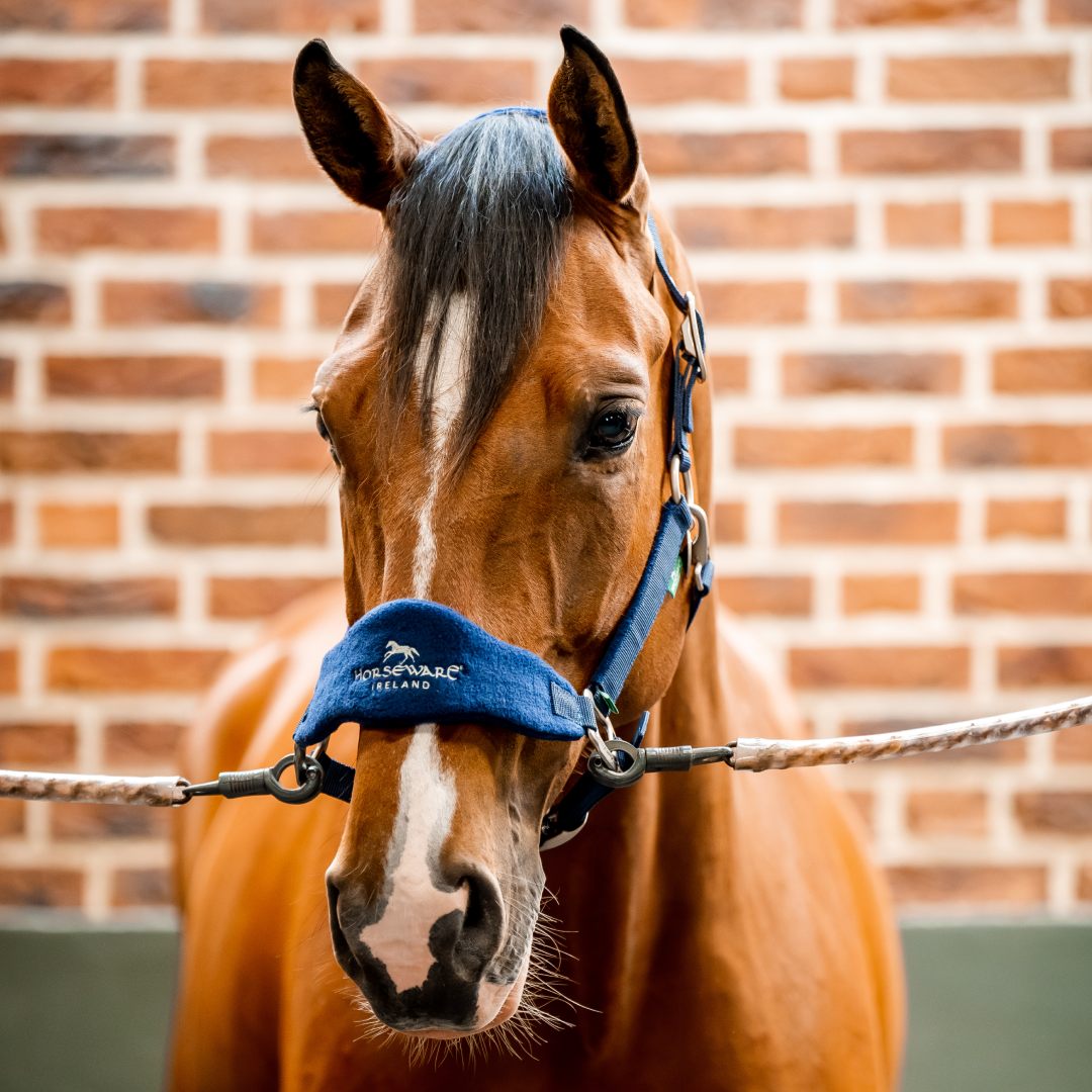 Horseware Ireland Signature Grooming Headcollar #colour_navy