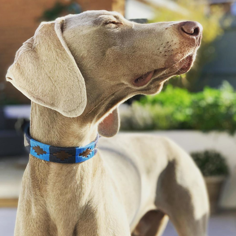 Pampeano Pampa Dog Collar #colour_azules
