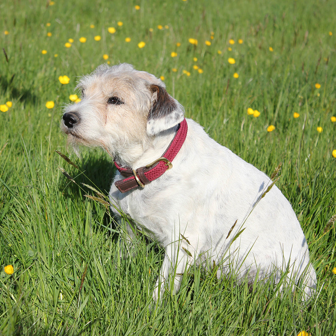 Weatherbeeta Leather Plaited Dog Collar #colour_brown-maroon