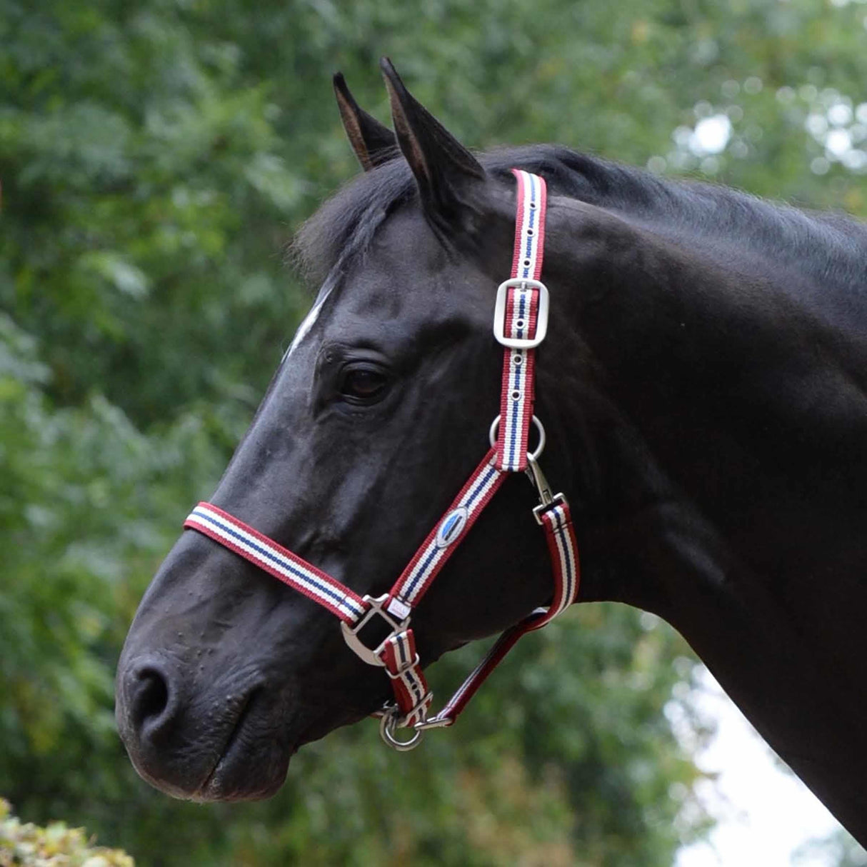 Weatherbeeta Coordinate Headcollar #colour_ruby