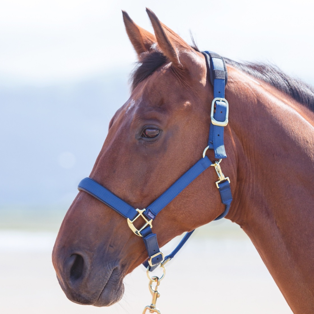 Shires Topaz Nylon Headcollar #colour_navy