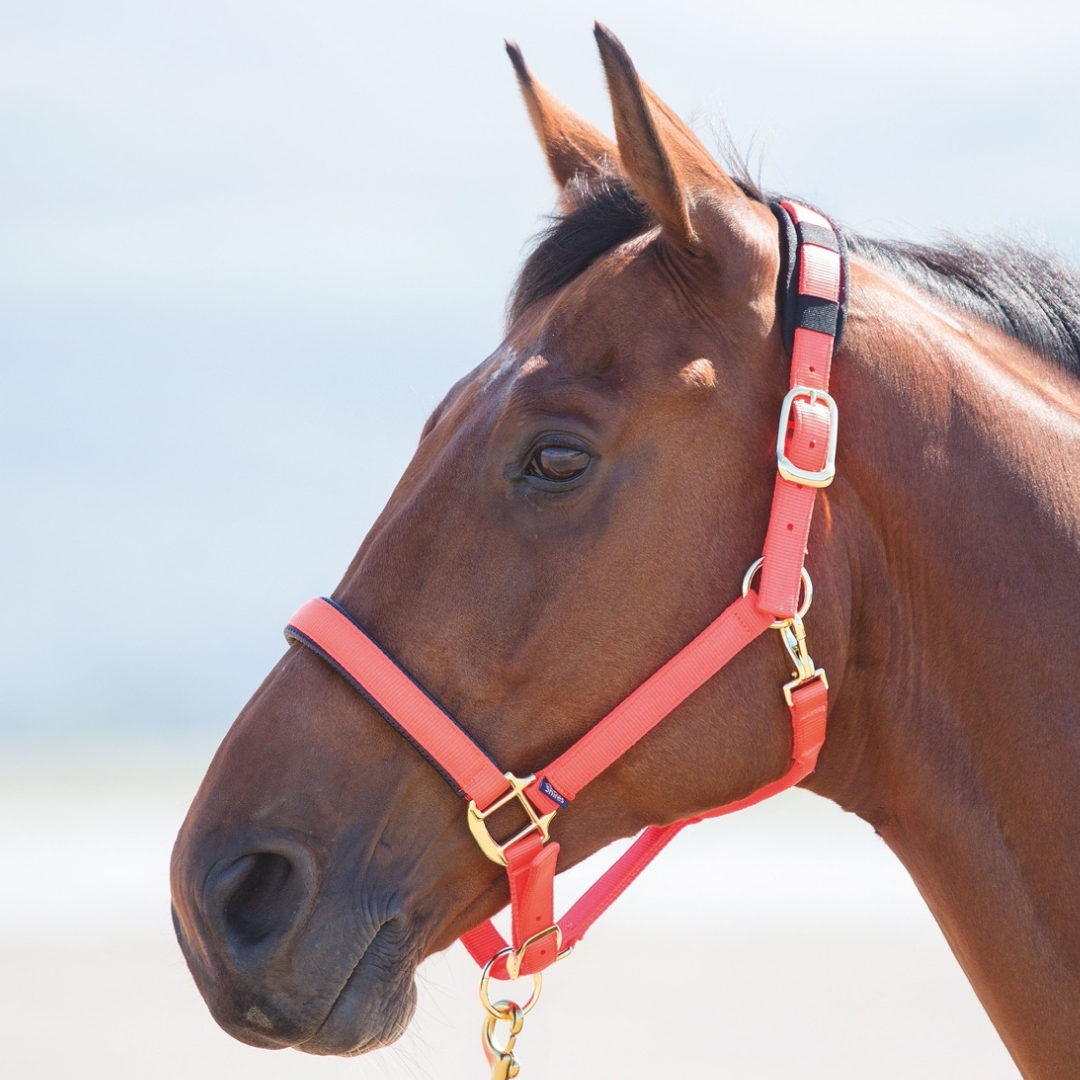 Shires Topaz Nylon Headcollar #colour_orange