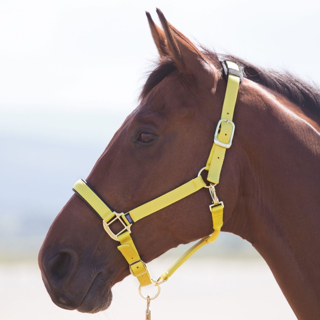 Shires Topaz Nylon Headcollar #colour_yellow