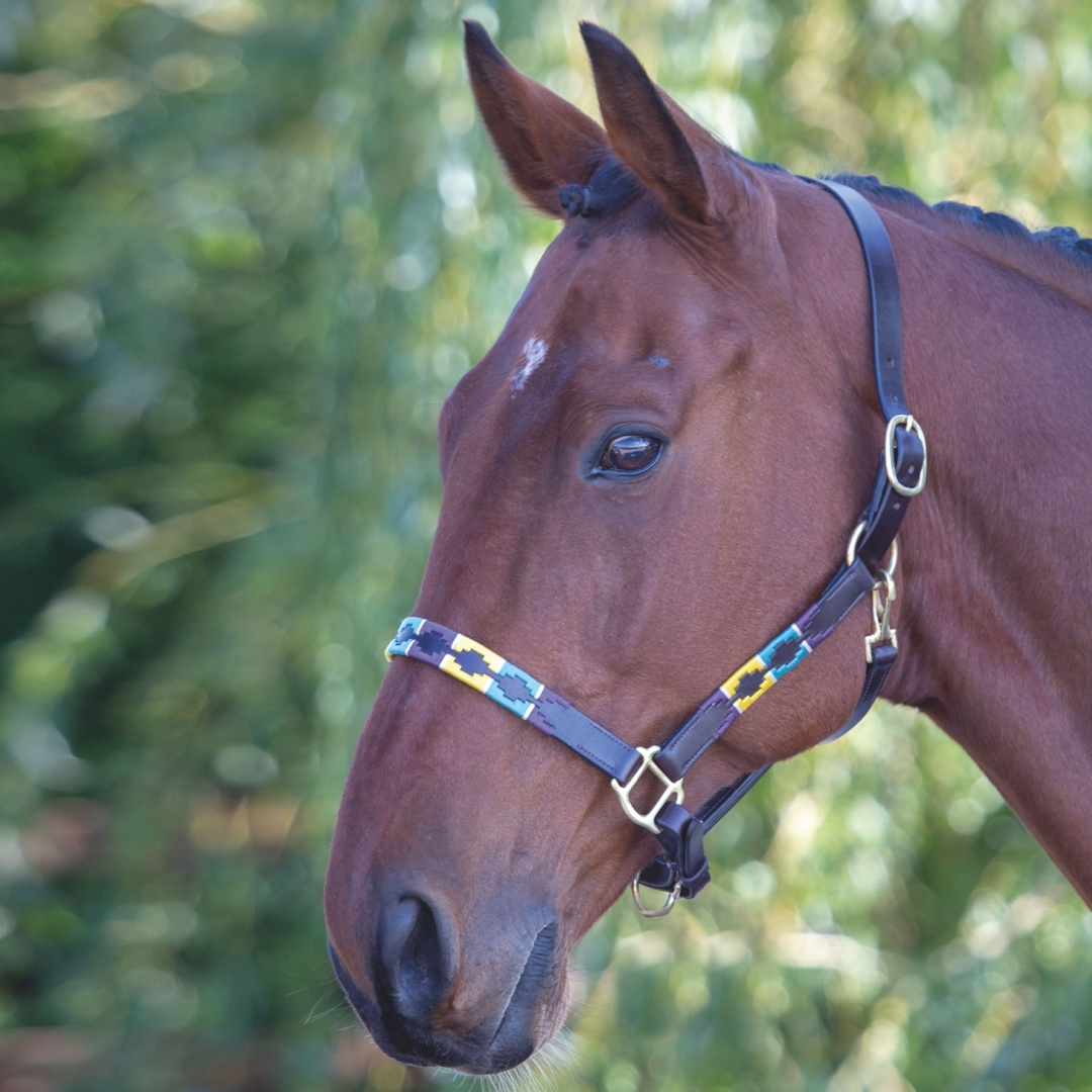 #colour_purple-dark-green-yellow