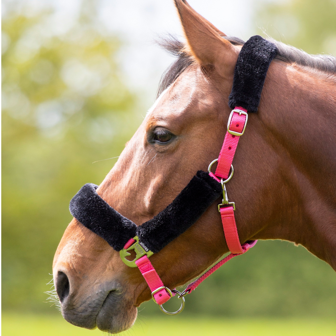 Shires Fleece Lined Headcollar #colour_pink-black
