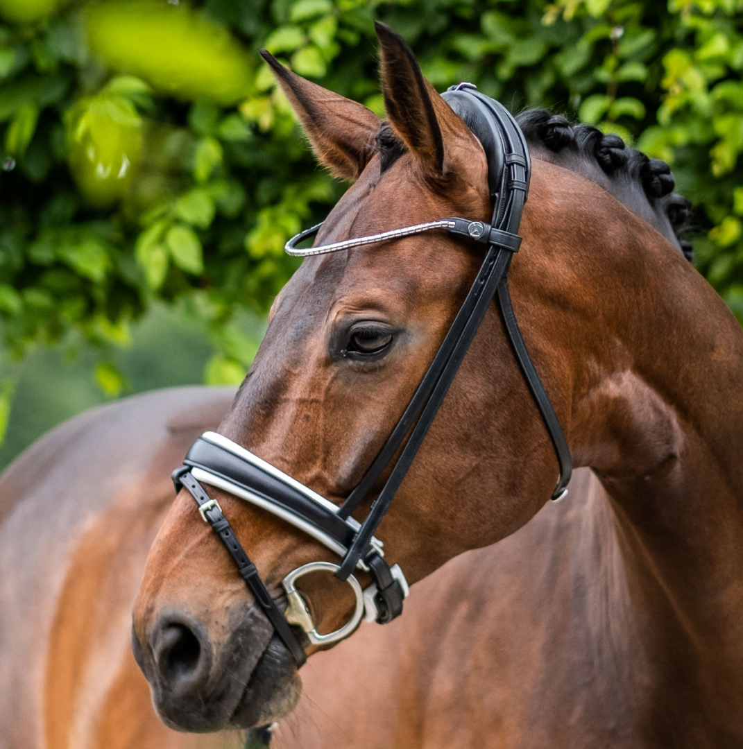 Finesse Cassidy Snaffle Bridle #colour_black-white-silver
