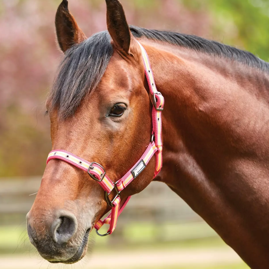 #colour_pink-orange-yellow