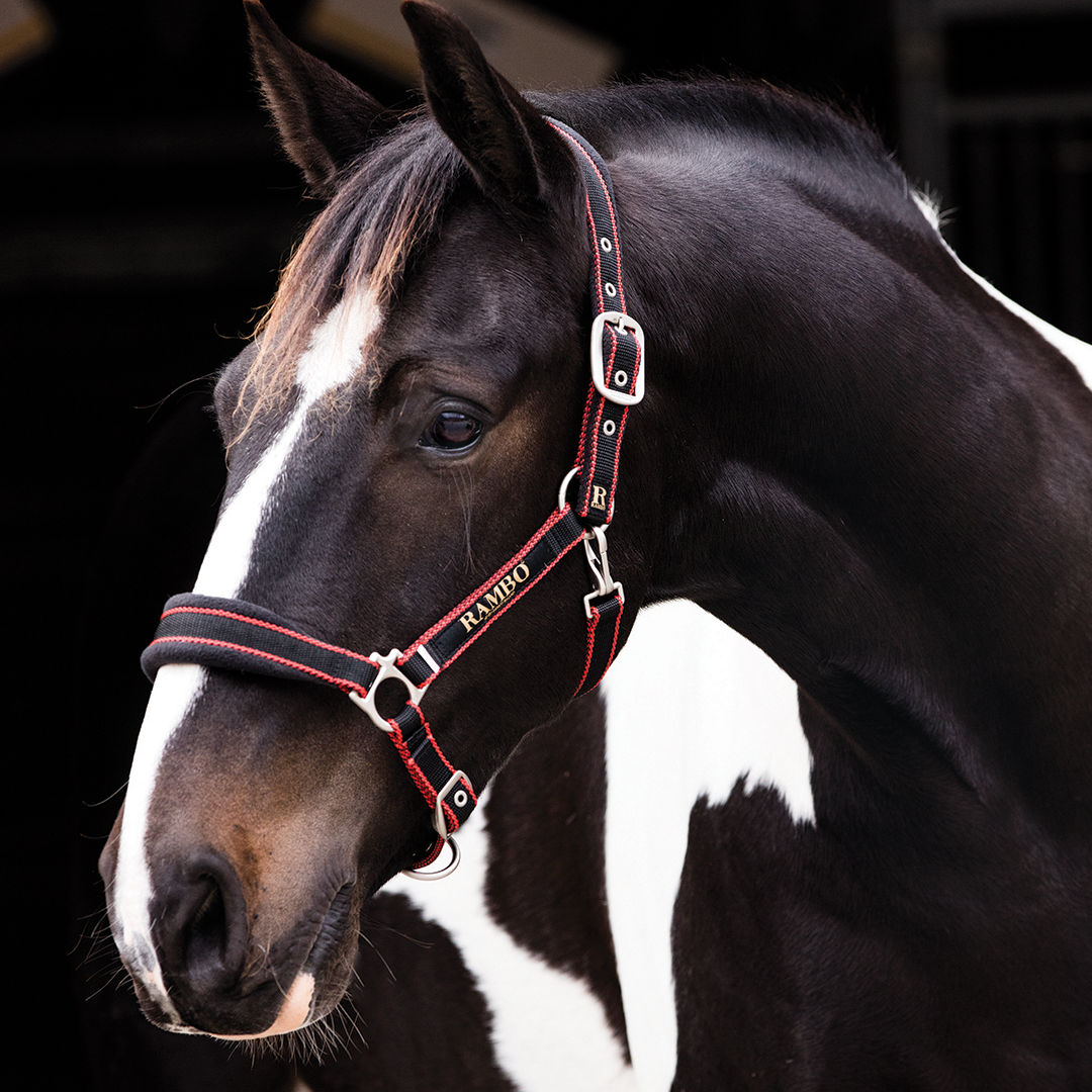 #colour_black-orange