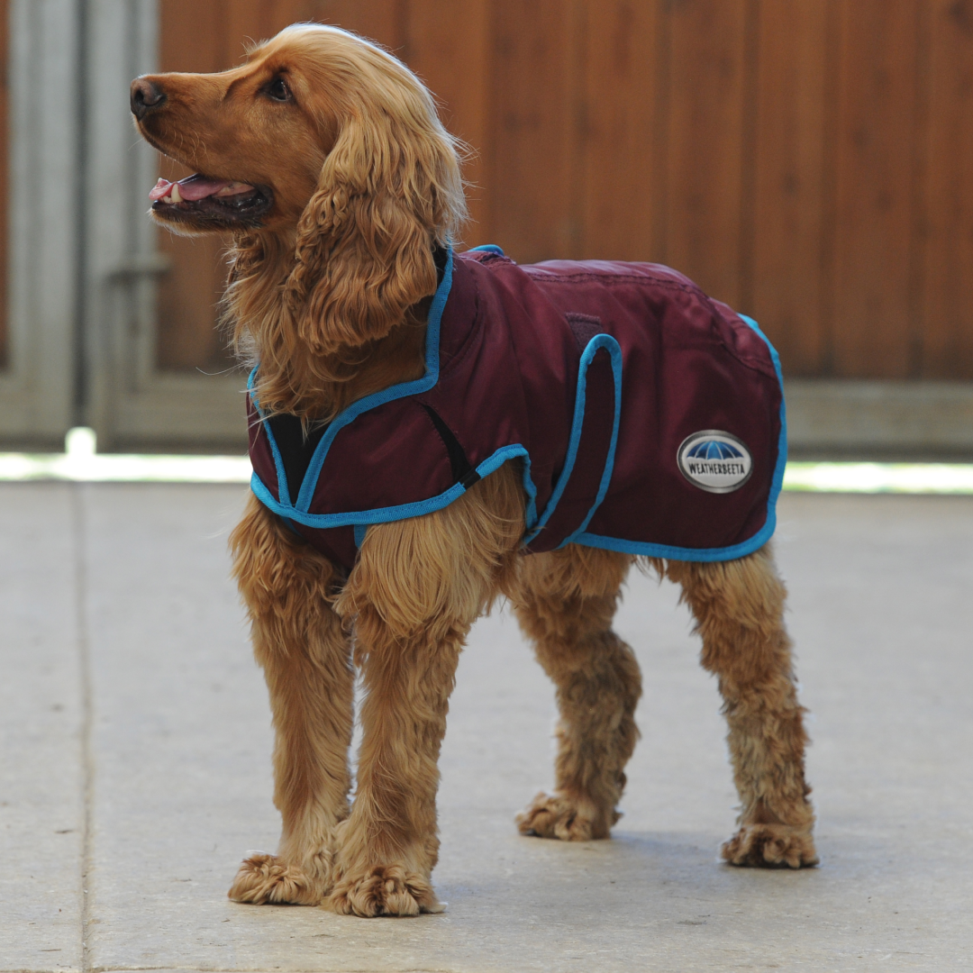 Weatherbeeta Comfitec Windbreaker Free Parka Deluxe Dog Coat #colour_grape-purple-blue