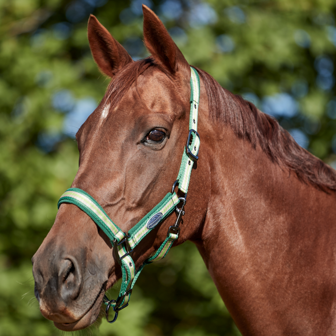 Weatherbeeta Coordinate Headcollar #colour_dark-green-tan-light-green