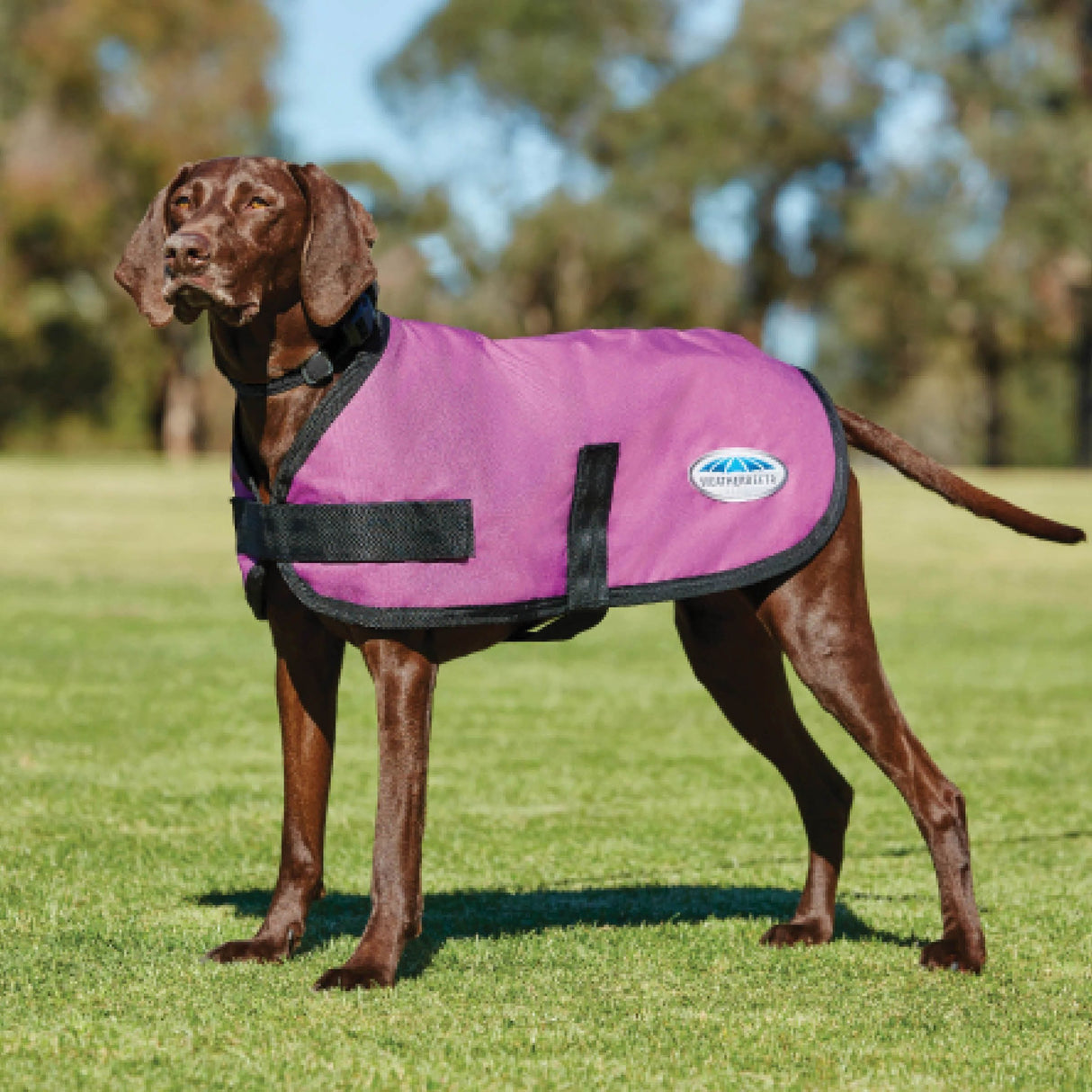 Weatherbeeta Comfitec Classic Dog Coat #colour_pink