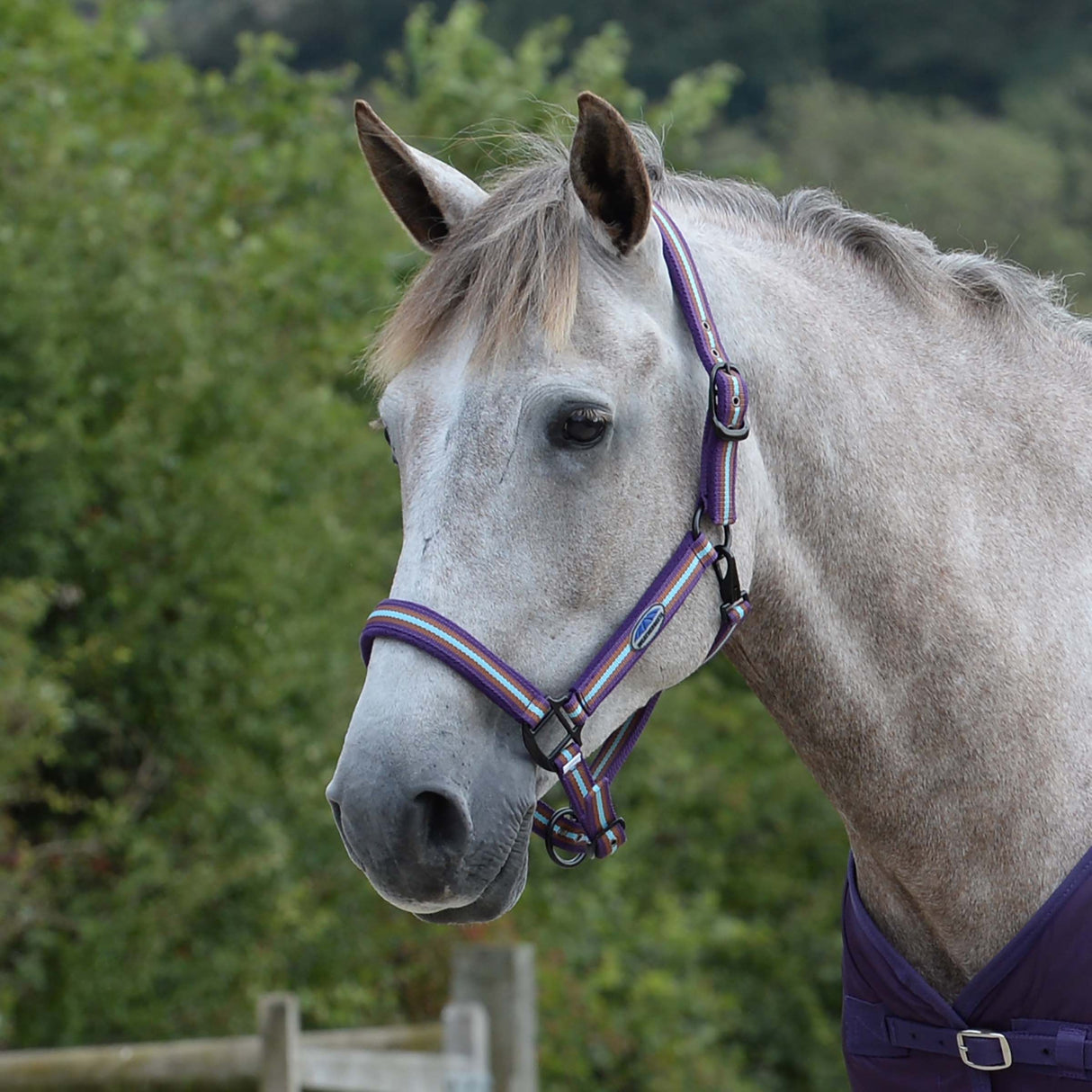 Weatherbeeta Coordinate Headcollar #colour_purple-brown-blue