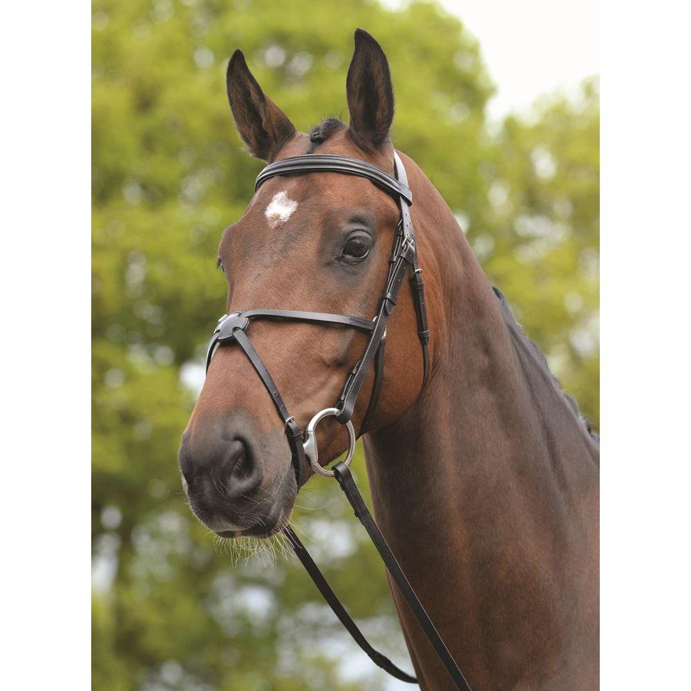 Kincade Grackle Bridle