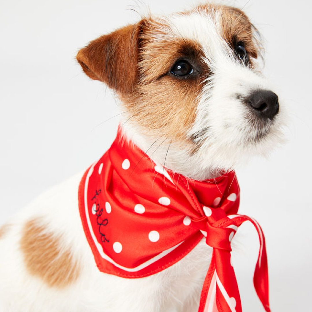 Joules Harbor Top & Neckerchief 세트