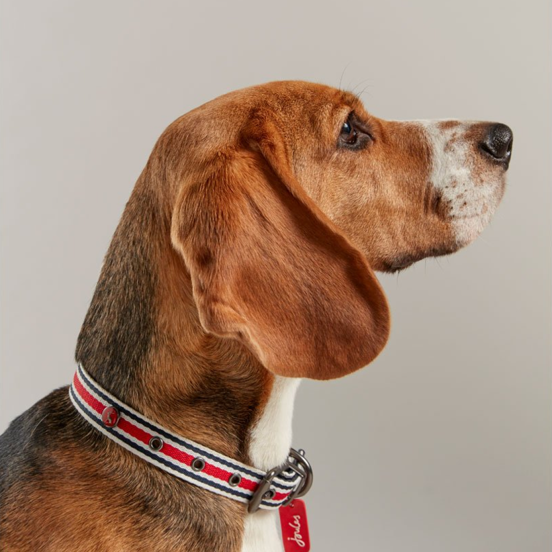 Joules Striped Dog Collar #colour_red