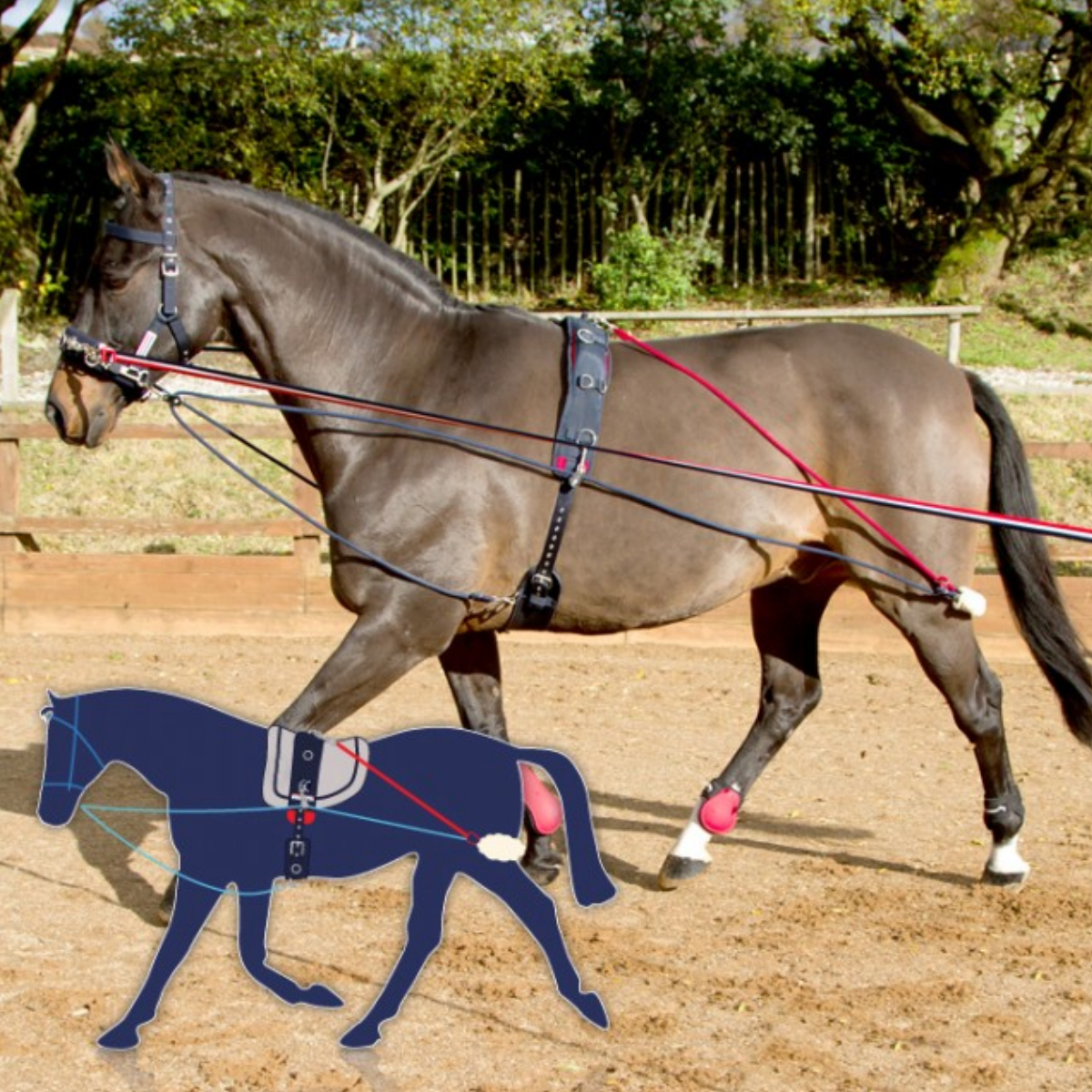 John Whitaker Training System