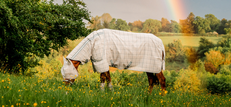 Choosing the Right Fly Rug for Your Horse