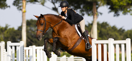 Why Freejump Stirrups Make a Difference
