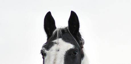 Horse Winter Savings