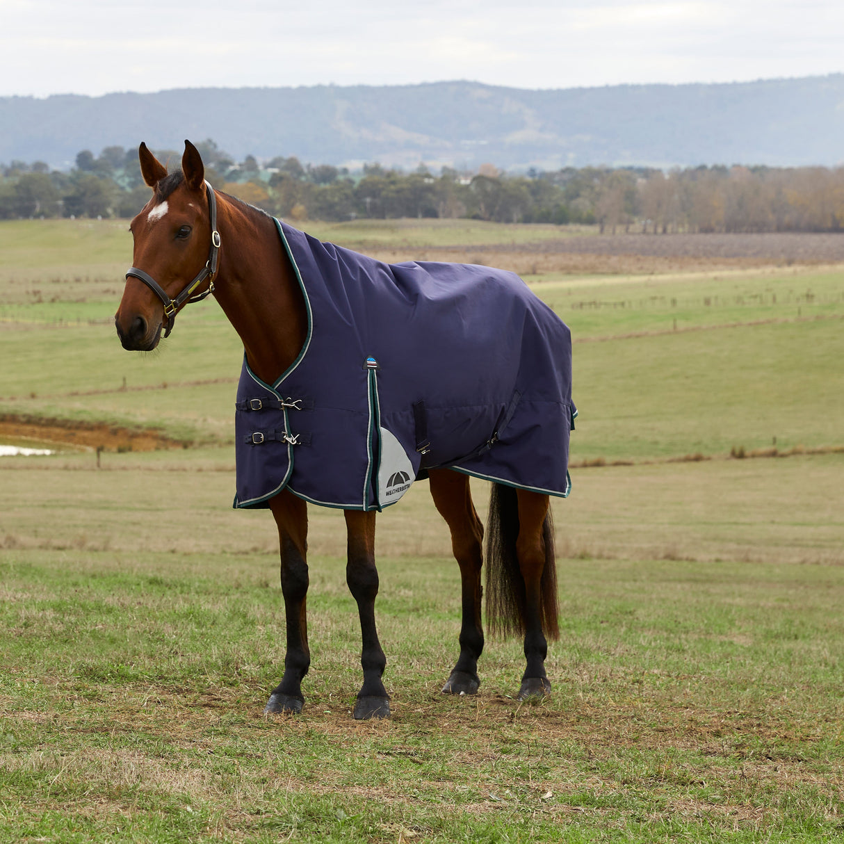 Weatherbeeta Comfitec Plus Dynamic 220G High Neck Turnout #colour_navy-forest-green