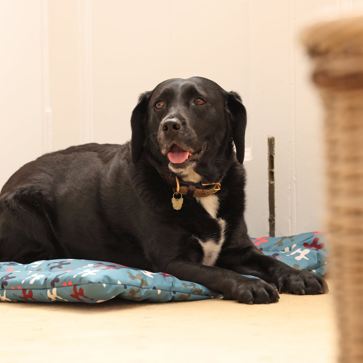 Shires Digby & Fox Waterproof Padded Dog Bed #colour_balloon-dog