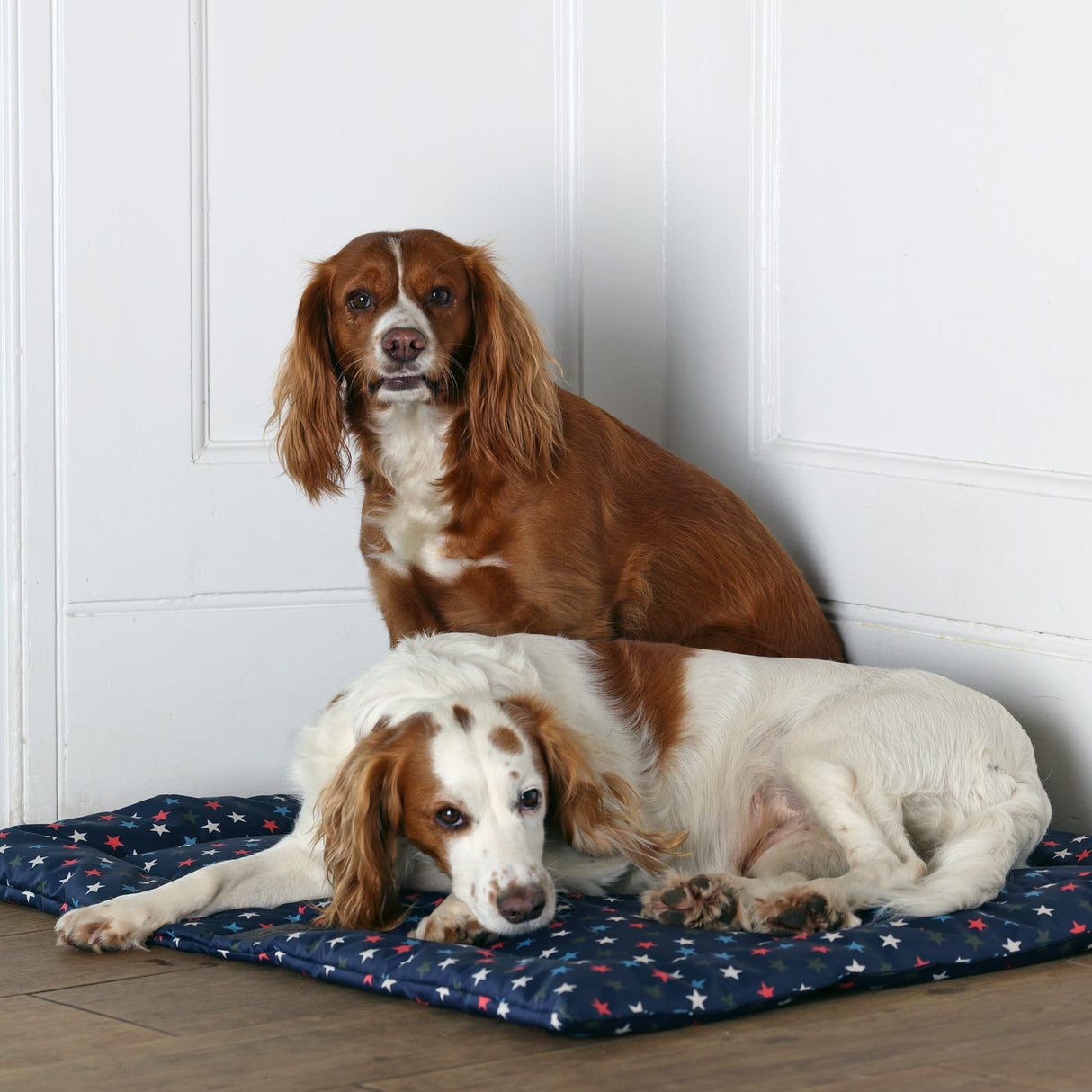 Shires Digby & Fox Waterproof Padded Dog Bed #colour_star