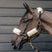 KM Elite Teddy Soft Headstall Set #colour_natural