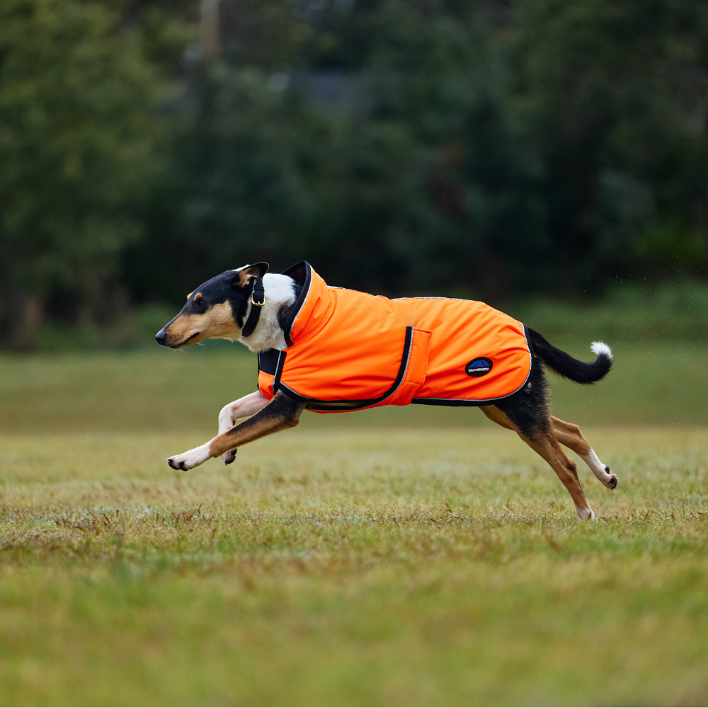 Weatherbeeta Comfitec Reflective 300D Deluxe Showerproof Dog Coat #colour_orange