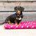 Supreme Products Dotty Fleece Dog Bed #colour_paradise-pink