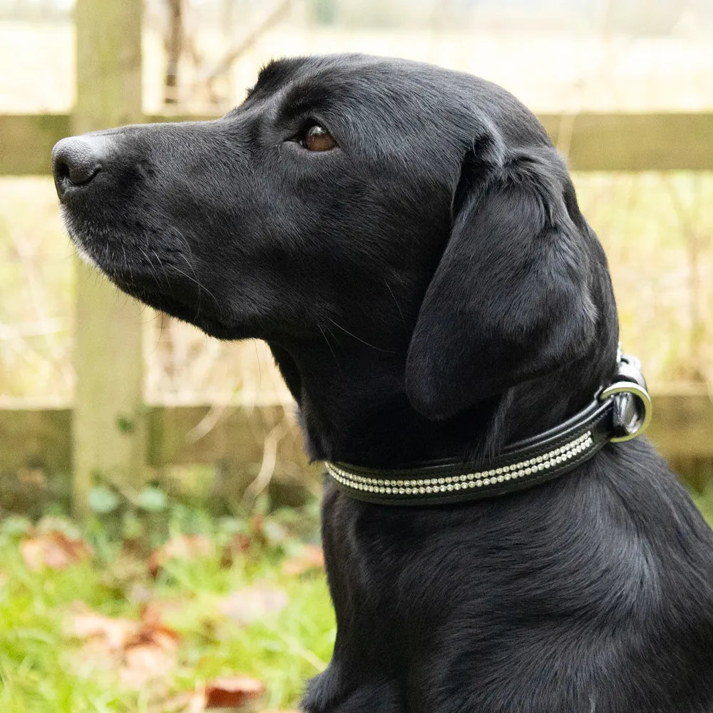 Benji & Flo Dazzling Diamante Dog Collar #colour_black