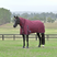 Weatherbeeta Comfitec Essential 360G Combo Turnout #colour_burgundy-navy