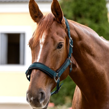 Waldhausen Soft Touch Halter #colour_petrol-blue