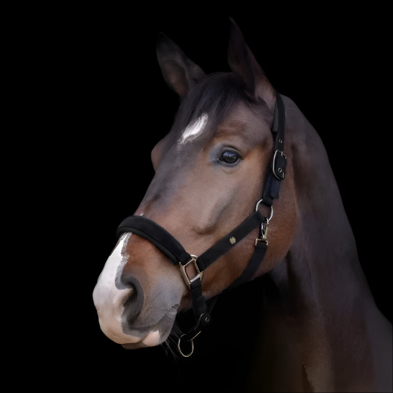 Waldhausen St. Gallen Halter #colour_black