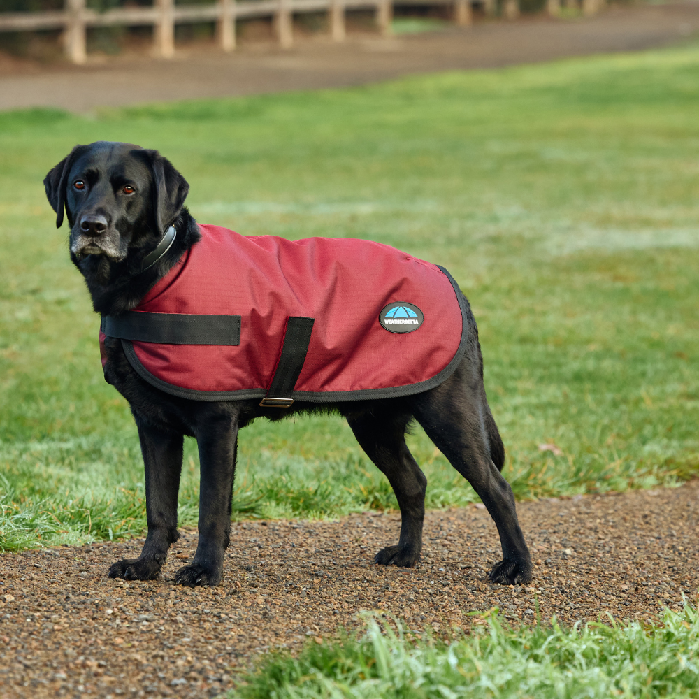 Weatherbeeta Comfitec Classic Waterproof Dog Coat #colour_burgundy