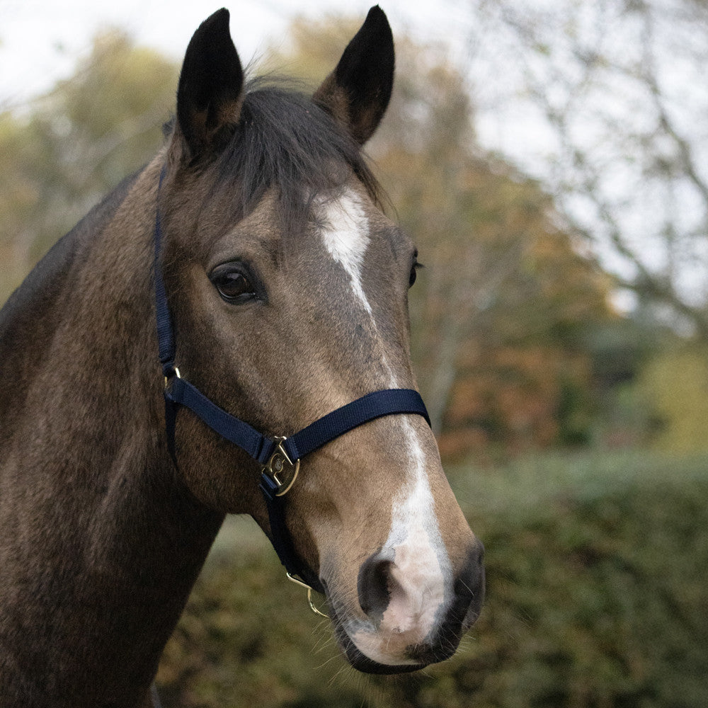 HyCONIC Head Collar #colour_navy